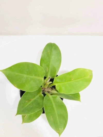 Sindhuja Martha Indoor plant Philodendron Moonshine Plant Buy Philodendron Moonshine Plant Online