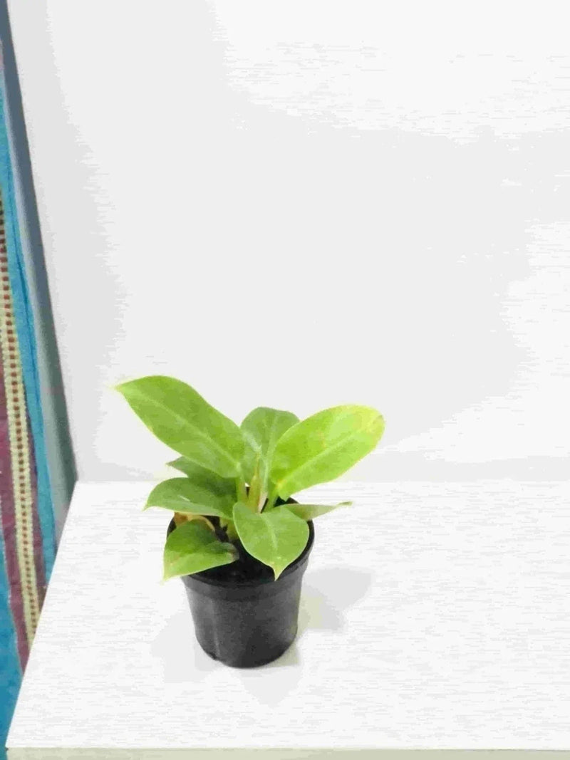 Sindhuja Martha Indoor plant Philodendron Moonshine Plant Buy Philodendron Moonshine Plant Online