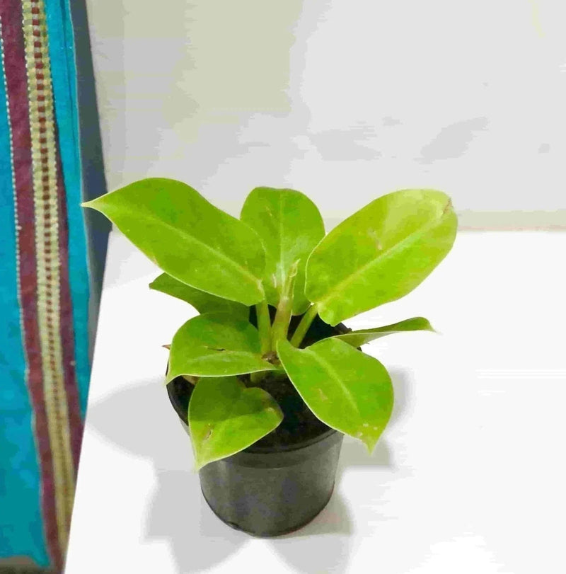 Sindhuja Martha Indoor plant Philodendron Moonshine Plant Buy Philodendron Moonshine Plant Online