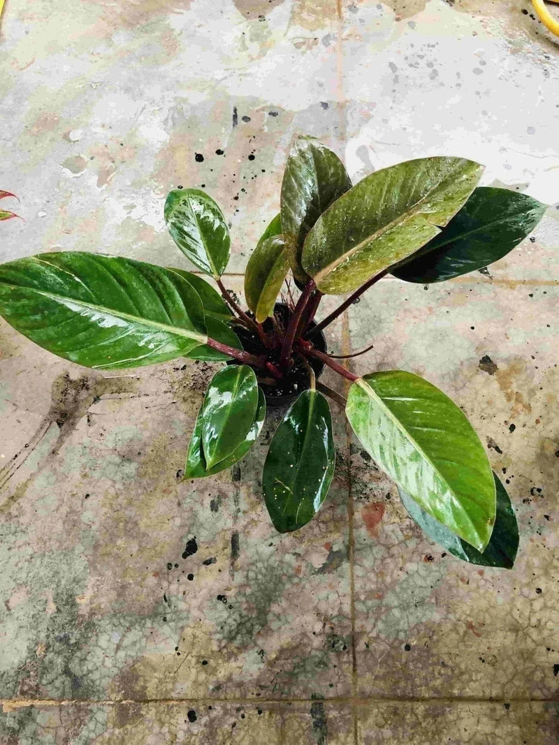 Sindhuja Martha INDOOR PLANTS Philodendron Black Plant Buy  Philodendron Black Plant Online In Hyderabad