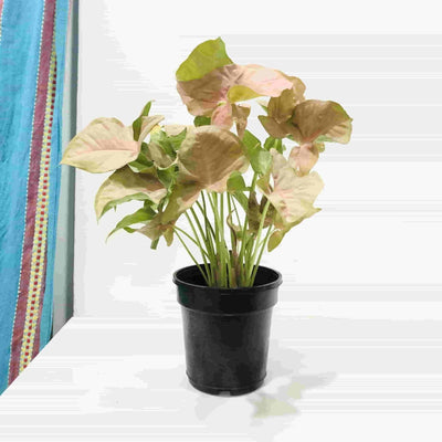 Sindhuja Martha INDOOR PLANTS Syngonium Pink Plant Buy Syngonium Pink Plant Online In Hyderabad