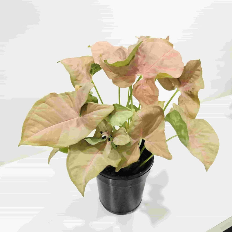 Sindhuja Martha INDOOR PLANTS Syngonium Pink Plant Buy Syngonium Pink Plant Online In Hyderabad