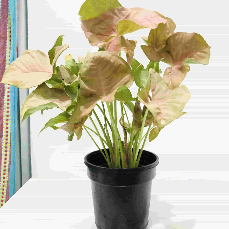 Sindhuja Martha INDOOR PLANTS Syngonium Pink Plant Buy Syngonium Pink Plant Online In Hyderabad