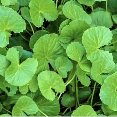 Sindhuja Martha Medicinal Plant Saraswathi Aku, Brahmi Plant Saraswathi Aku, Brahmi Plant Online