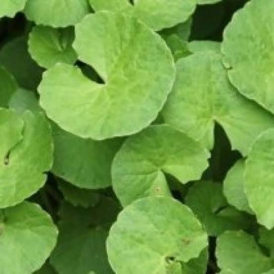 Sindhuja Martha Medicinal Plant Saraswathi Aku, Brahmi Plant Saraswathi Aku, Brahmi Plant Online