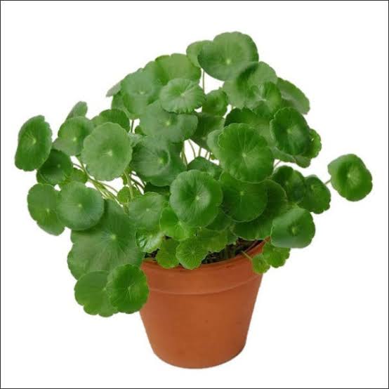 Sindhuja Martha Medicinal Plant Saraswathi Aku, Brahmi Plant Saraswathi Aku, Brahmi Plant Online
