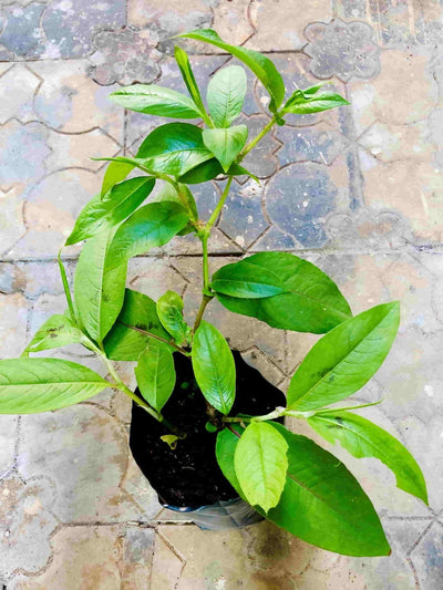 Sindhuja Martha MEDICINAL PLANT Tella Eshwari Plant, Aristolochia indica Plant Buy Aristolochia indica, Tella Eshwari Plant Online In Hyderabad