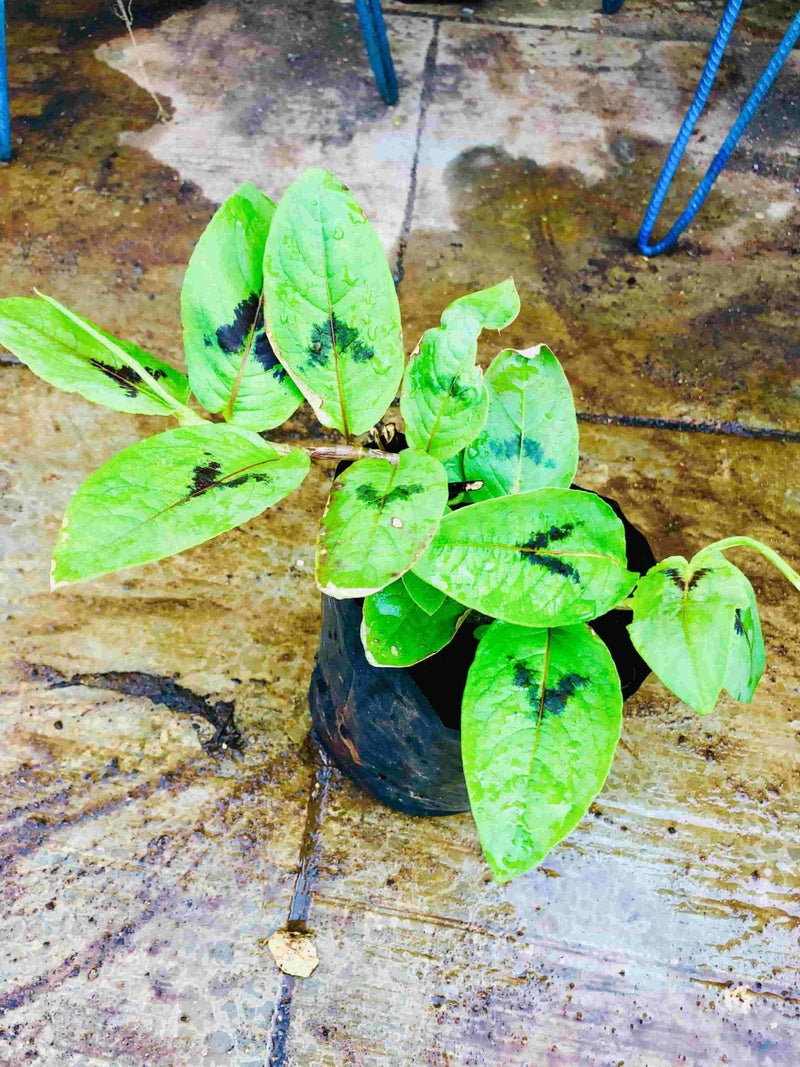 Sindhuja Martha MEDICINAL PLANT Tella Eshwari Plant, Aristolochia indica Plant Buy Aristolochia indica, Tella Eshwari Plant Online In Hyderabad