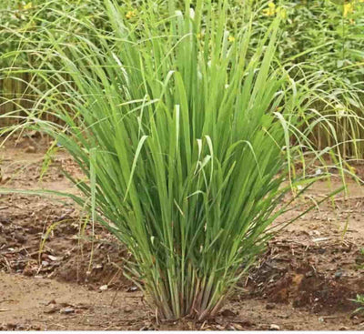 Sindhuja Martha MEDICINAL PLANTS Lemon Grass Plant Buy Lemon Grass Plant Online in Hyderabad-Urban Plants