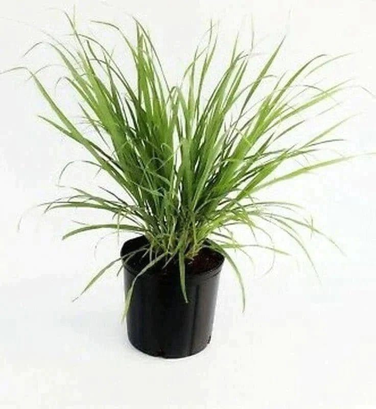 Sindhuja Martha MEDICINAL PLANTS Lemon Grass Plant Buy Lemon Grass Plant Online in Hyderabad-Urban Plants