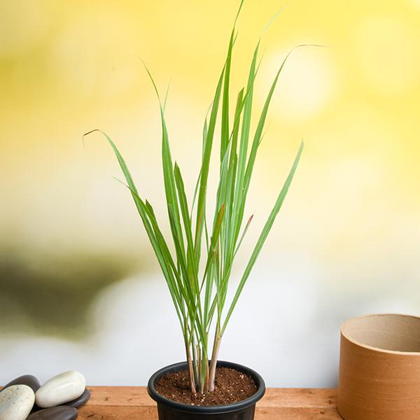 Sindhuja Martha MEDICINAL PLANTS Lemon Grass Plant Buy Lemon Grass Plant Online in Hyderabad-Urban Plants