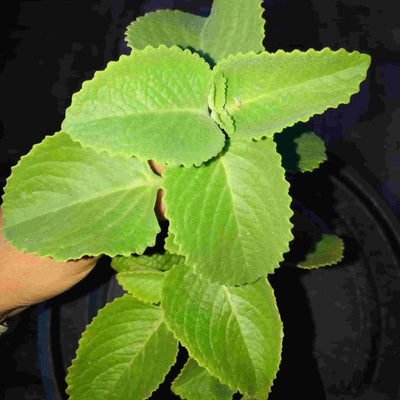 Sindhuja Martha MEDICINAL PLANTS Mexican Mint, Ajwain  Plant Buy Mexican mint, Patharchur, Ajwain Plant Online