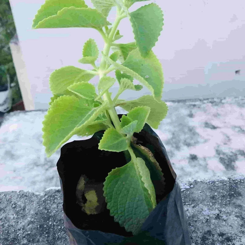 Sindhuja Martha MEDICINAL PLANTS Mexican Mint, Ajwain  Plant Buy Mexican mint, Patharchur, Ajwain Plant Online