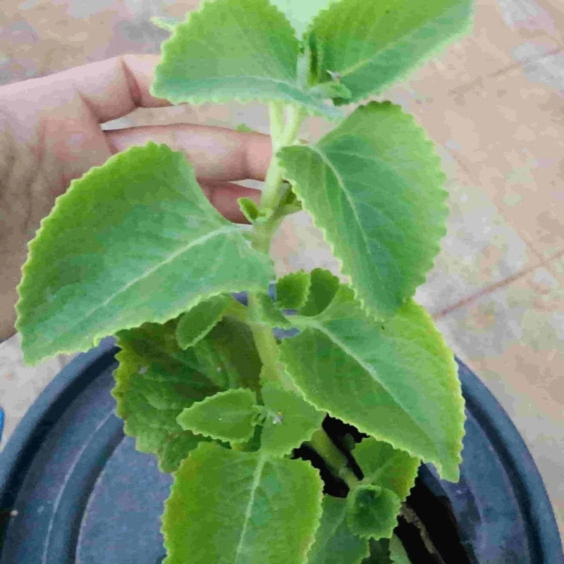 Sindhuja Martha MEDICINAL PLANTS Mexican Mint, Ajwain  Plant Buy Mexican mint, Patharchur, Ajwain Plant Online