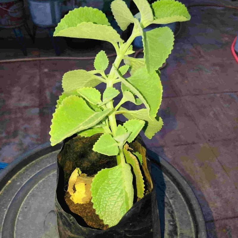 Sindhuja Martha MEDICINAL PLANTS Mexican Mint, Ajwain  Plant Buy Mexican mint, Patharchur, Ajwain Plant Online