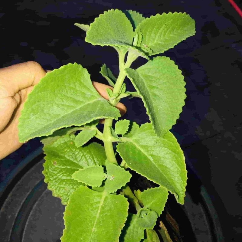 Sindhuja Martha MEDICINAL PLANTS Mexican Mint, Ajwain  Plant Buy Mexican mint, Patharchur, Ajwain Plant Online