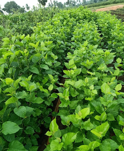 SriVenkataPadmanursery Fruit Plant Thai Variety Mulberry Fruit Plant