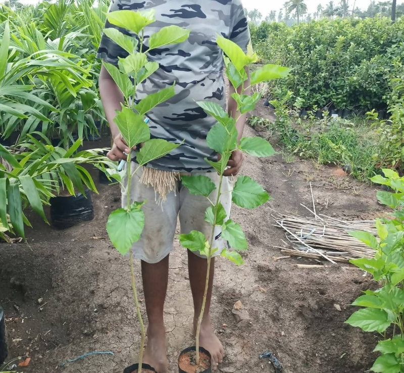 SriVenkataPadmanursery Fruit Plant Thai Variety Mulberry Fruit Plant