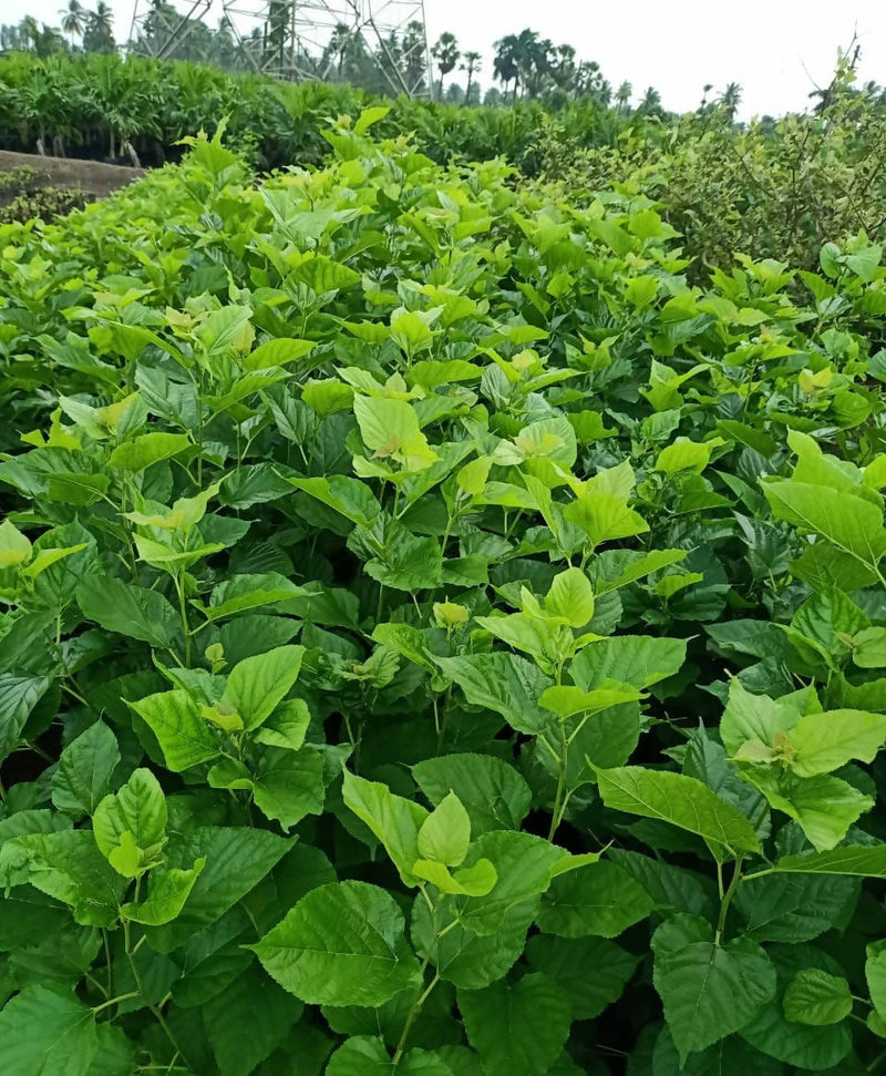 SriVenkataPadmanursery Fruit Plant Thai Variety Mulberry Fruit Plant