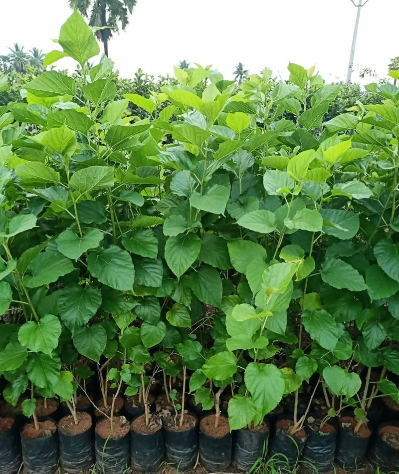 SriVenkataPadmanursery Fruit Plant Thai Variety Mulberry Fruit Plant