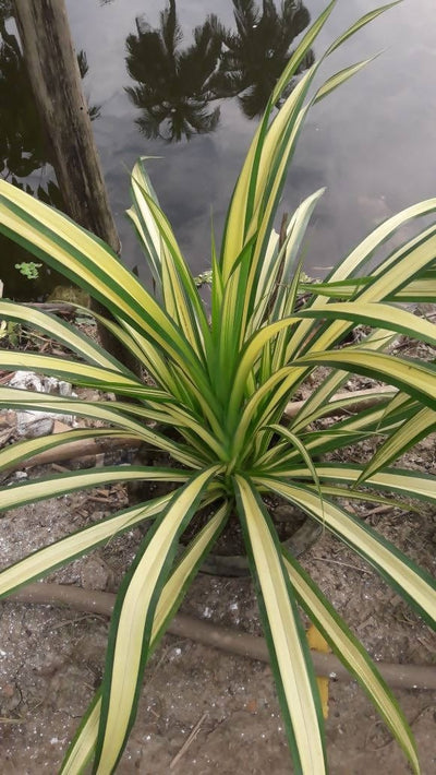 Sukanya Nursery Plants Pandanus spider plants