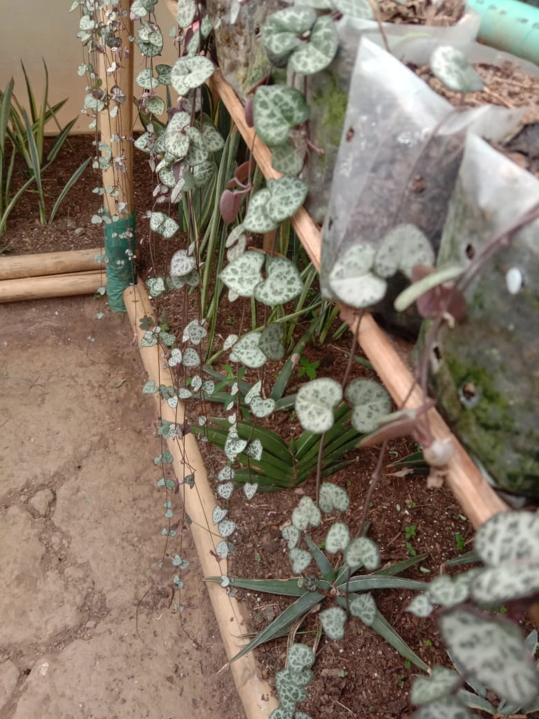 Sumesh String of heart with other 4 succulent