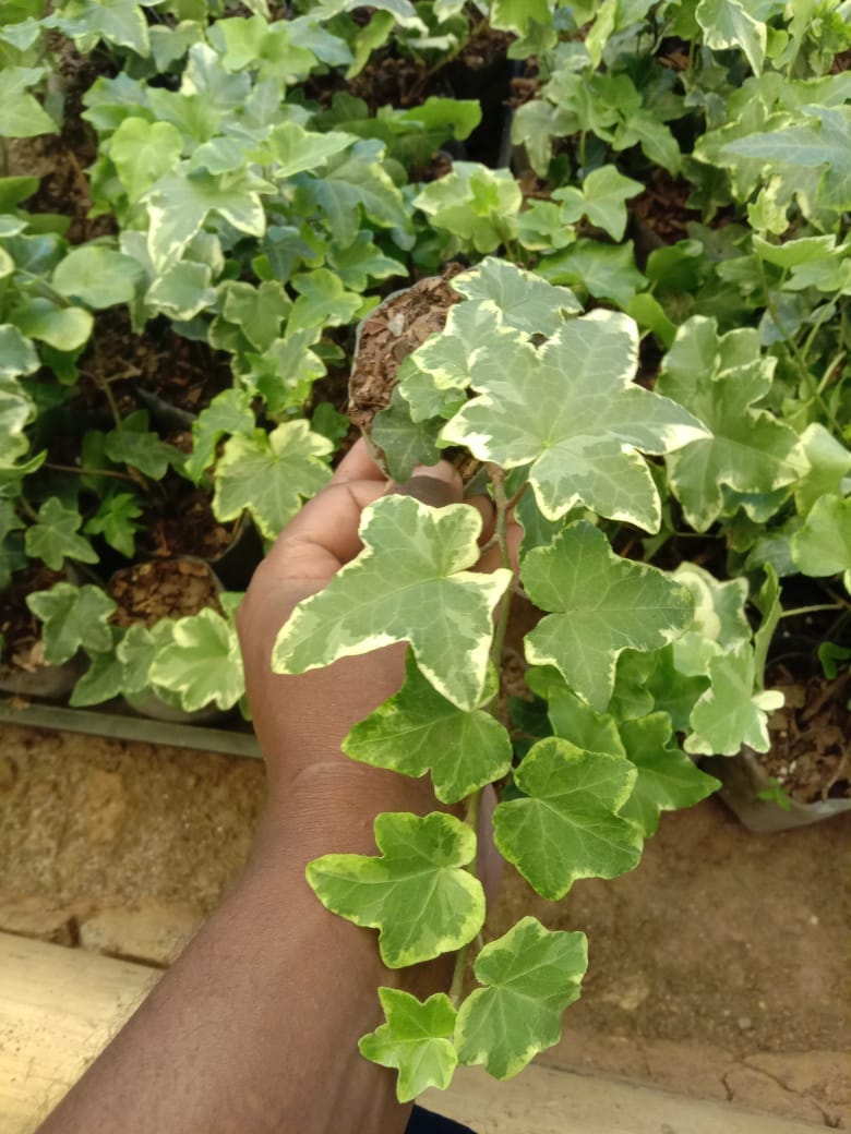 Sumesh String of heart with other 4 succulent