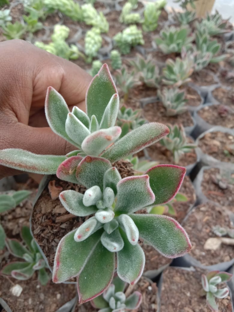 Sumesh String of heart with other 4 succulent