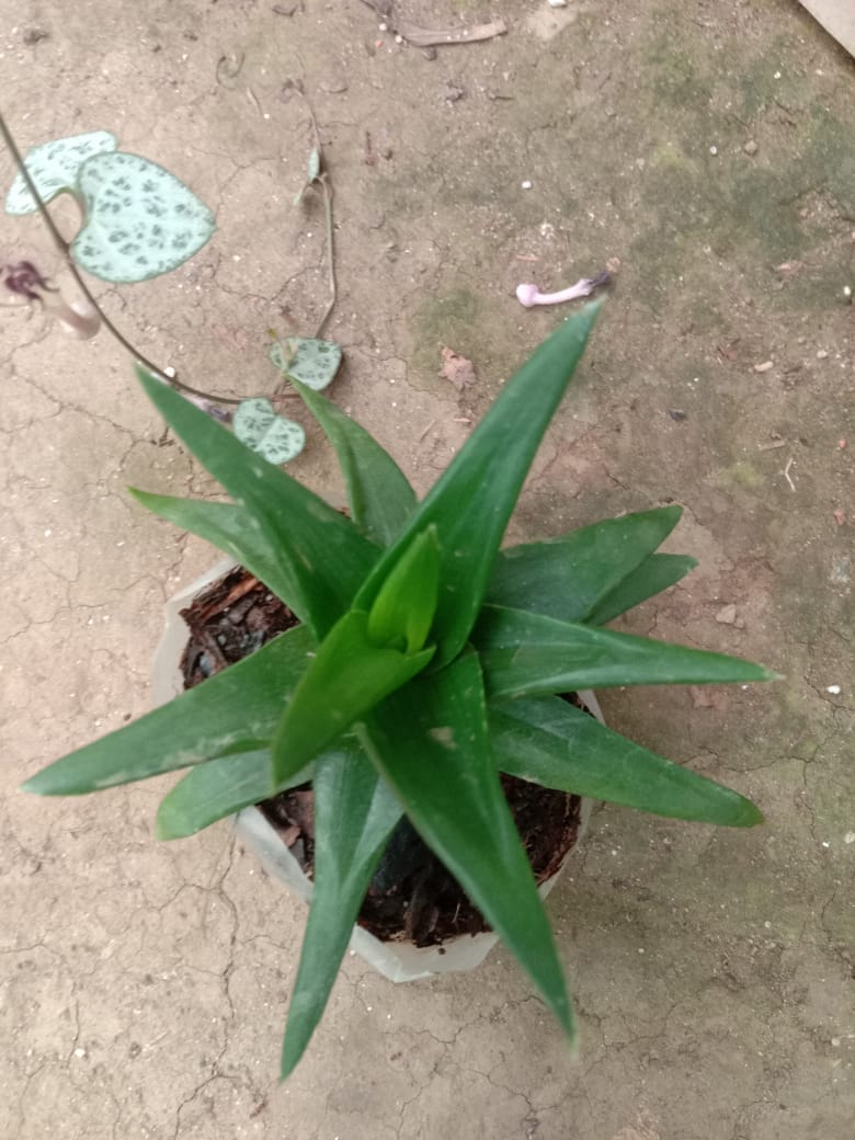 Sumesh String of heart with other 4 succulent