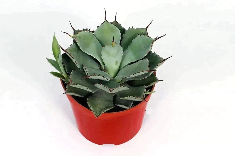 the plantmaniacs cactus Artichoke Agave, Parry&