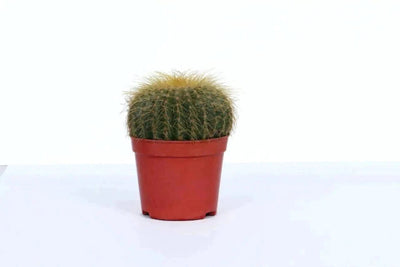 the plantmaniacs Cactus Cactus Parodia Buy Cactus Parodia Online 