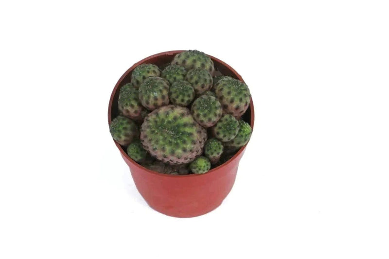 the plantmaniacs cactus Cactus Sulcorebutia Buy Cactus Sulcorebutia Online 
