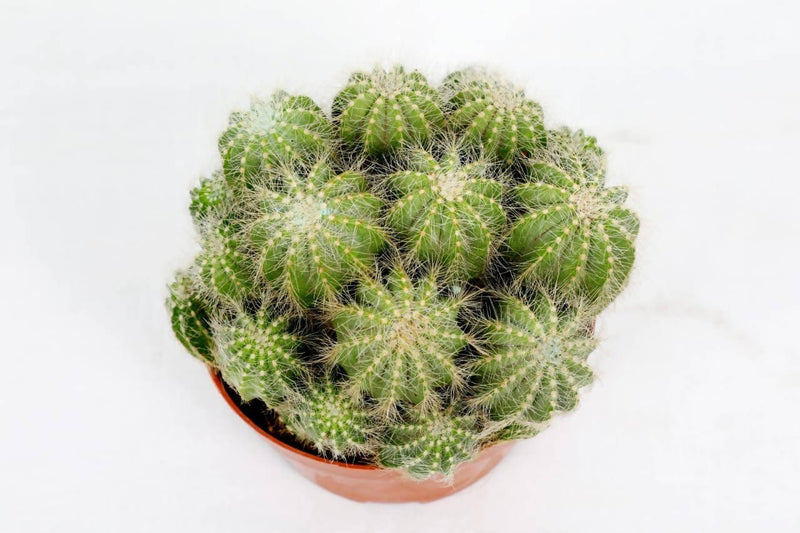 the plantmaniacs cactus Parodia Magnifica Cactus Buy Parodia Magnifica Online 