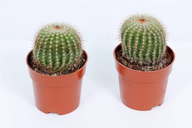 the plantmaniacs Cactus Parodia Warasii Cactus Buy Parodia Warasii Cactus Online 