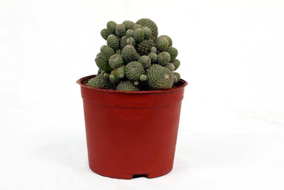 the plantmaniacs Cactus plant Cactus Rebutia Heliosa Buy Cactus Rebutia Heliosa Online