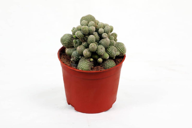 the plantmaniacs Cactus plant Cactus Rebutia Heliosa Buy Cactus Rebutia Heliosa Online