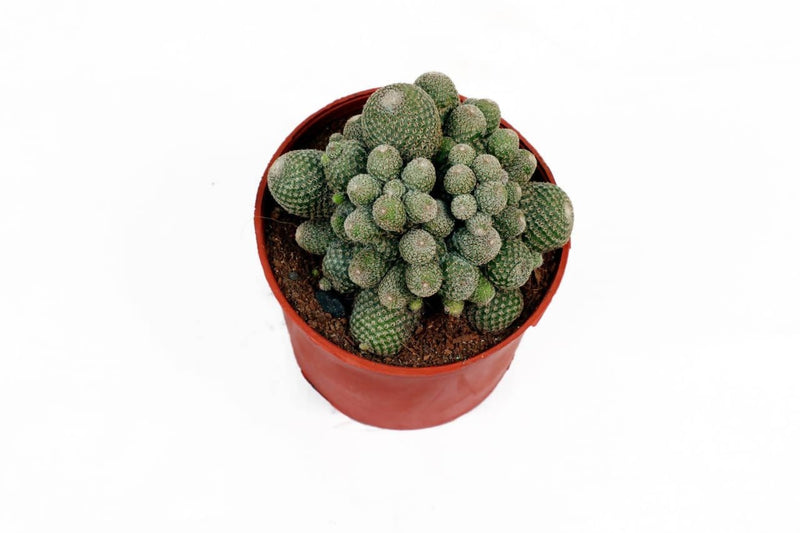 the plantmaniacs Cactus plant Cactus Rebutia Heliosa Buy Cactus Rebutia Heliosa Online
