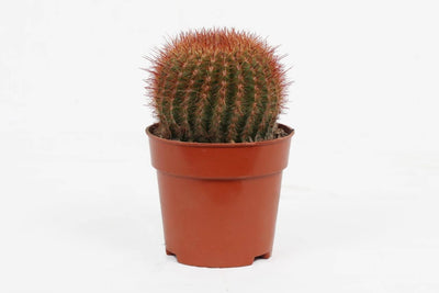 the plantmaniacs Cactus plant Parodia Rutilans Cactus Buy Parodia Rutilans Cactus Online 