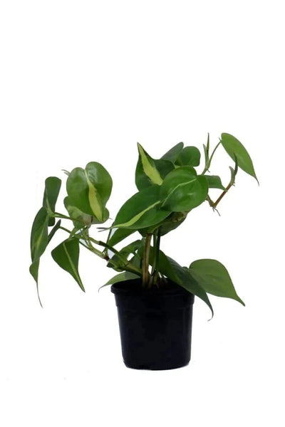 the plantmaniacs plant Heartleaf Philodendron Plant Buy Heartleaf Philodendron Online
