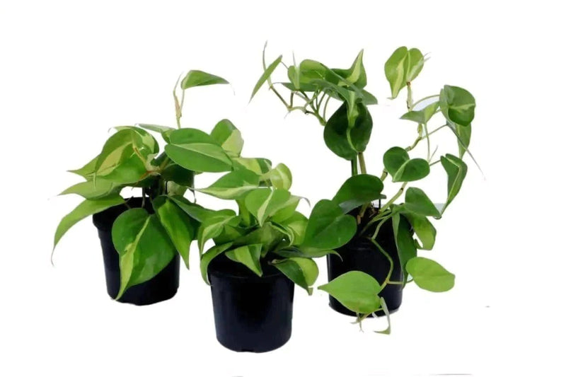 the plantmaniacs plant Heartleaf Philodendron Plant Buy Heartleaf Philodendron Online