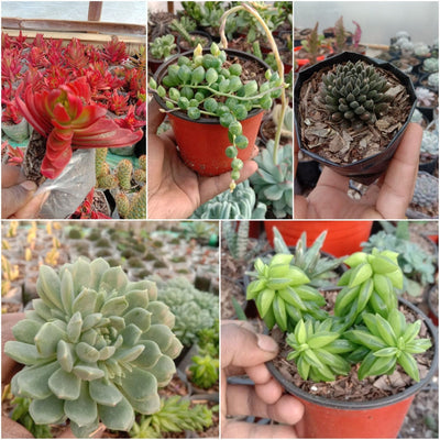 Urban Plants 1 - Set of 5 Succulents -  Set of 5 Buy Best Cacti Succulents, Cactus- Succulent Combos at Lowest Price