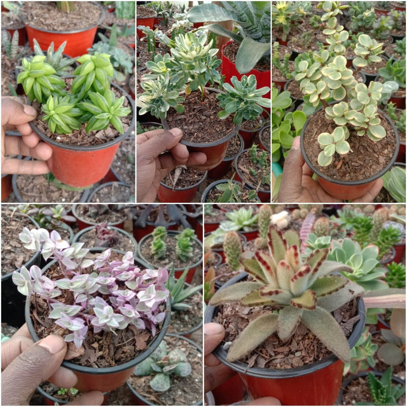 Urban Plants 2 - Set of 5 Succulents -  Set of 5 Buy Best Cacti Succulents, Cactus- Succulent Combos at Lowest Price