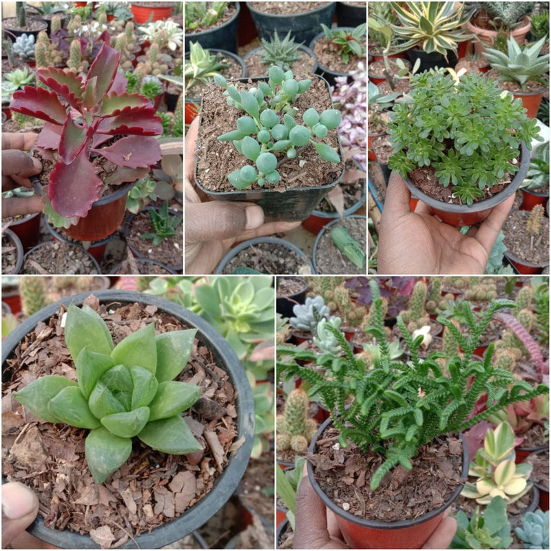 Urban Plants 3 - Set of 5 Succulents -  Set of 5 Buy Best Cacti Succulents, Cactus- Succulent Combos at Lowest Price