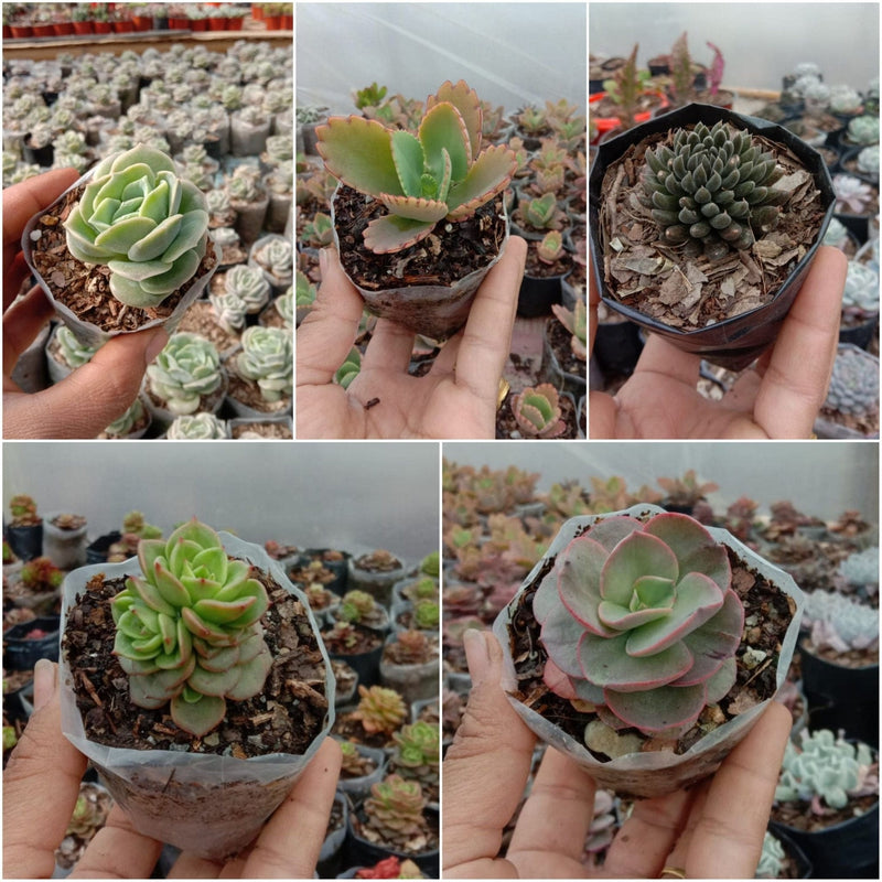 Urban Plants 4 - Set of 5 Succulents -  Set of 5 Buy Best Cacti Succulents, Cactus- Succulent Combos at Lowest Price
