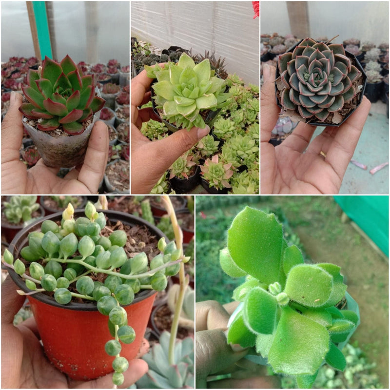Urban Plants 5 - Set of 5 Succulents -  Set of 5 Buy Best Cacti Succulents, Cactus- Succulent Combos at Lowest Price