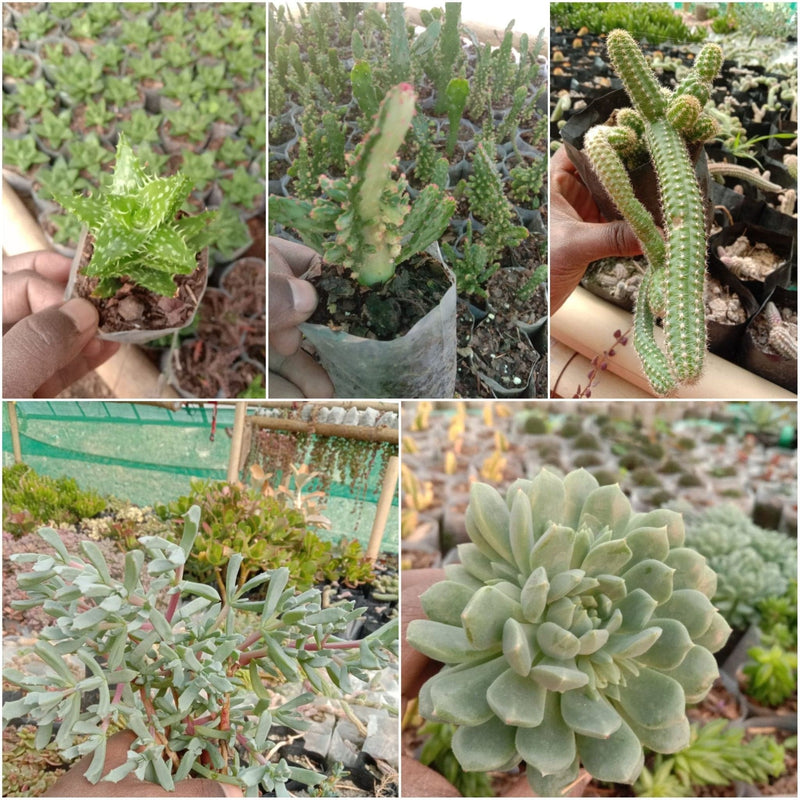 Urban Plants 6 - Set of 5 Succulents -  Set of 5 Buy Best Cacti Succulents, Cactus- Succulent Combos at Lowest Price