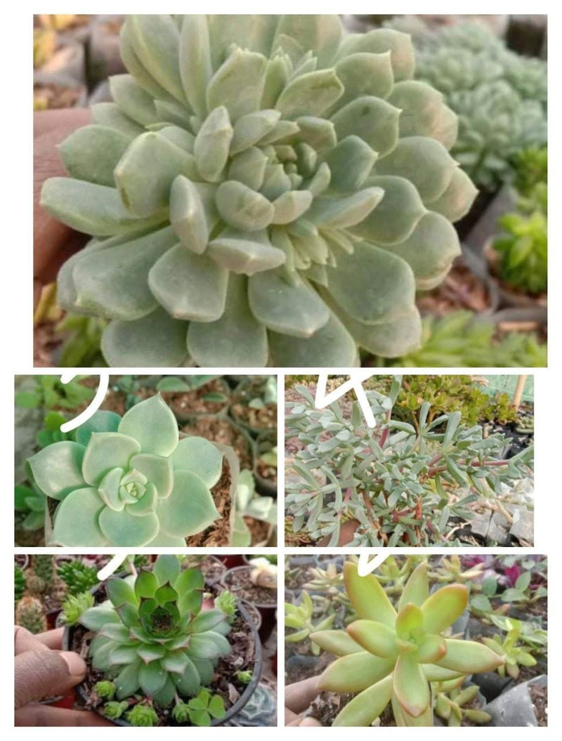 Urban Plants 7 - Set of 5 Succulents -  Set of 5 Buy Best Cacti Succulents, Cactus- Succulent Combos at Lowest Price