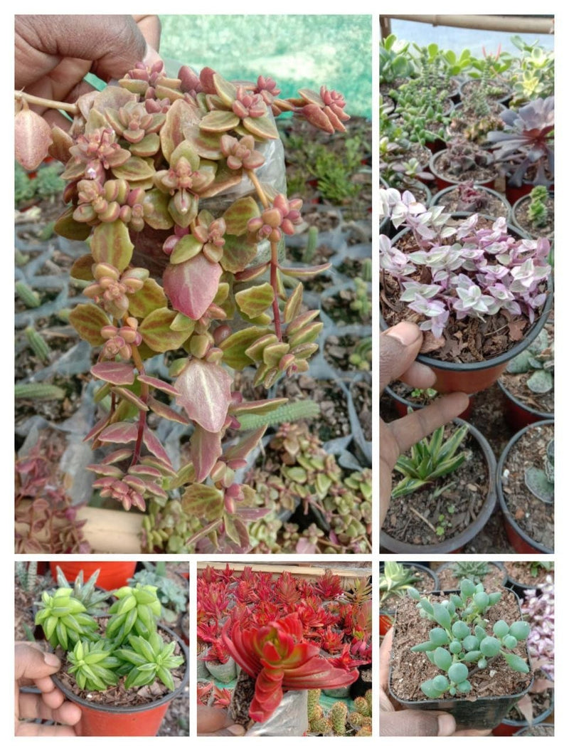 Urban Plants 9- Set of 5 Succulents -  Set of 5 Buy Best Cacti Succulents, Cactus- Succulent Combos at Lowest Price