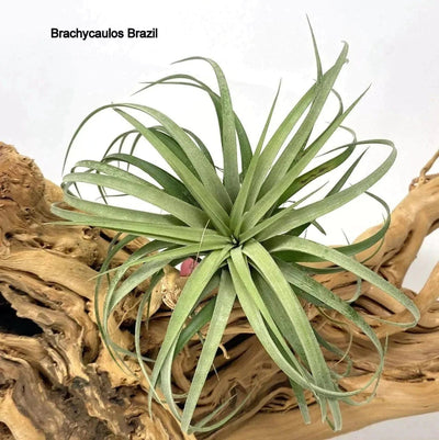 Urban Plants Air Plants Air plants/ sky plants - Tillandsia Brachycalos Brazil