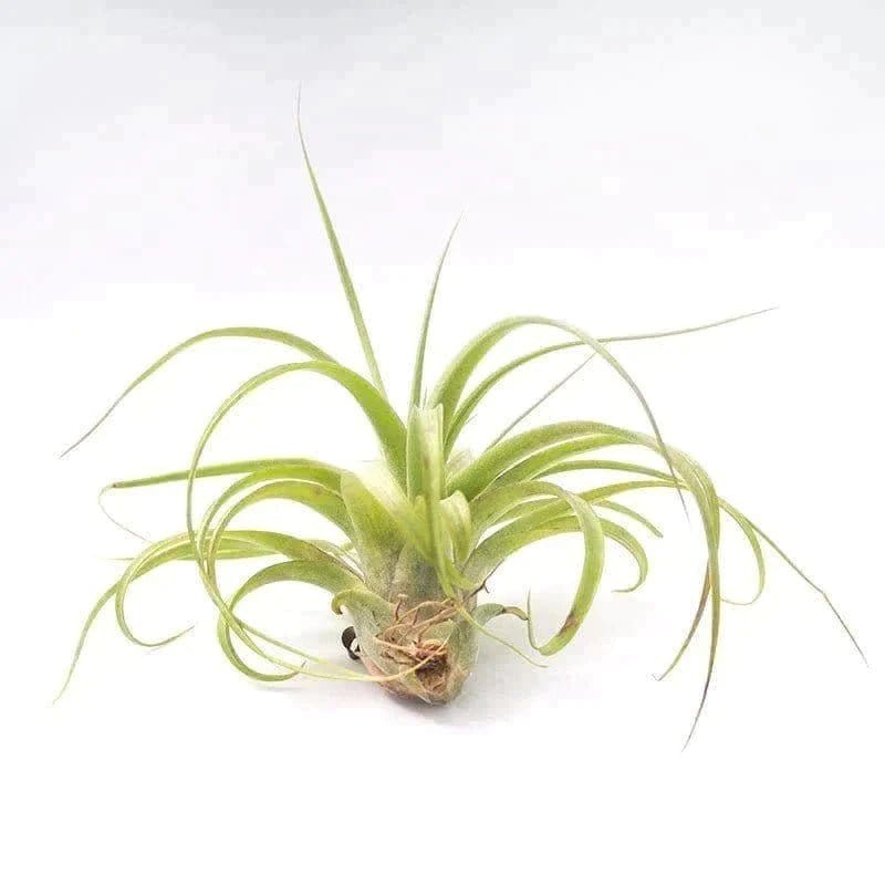 Urban Plants Air Plants Air plants/ sky plants - Tillandsia Brachycalos Brazil